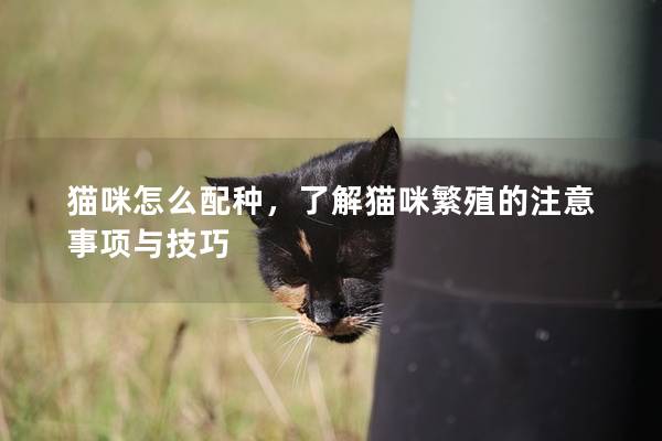 貓咪怎么配種，了解貓咪繁殖的注意事項與技巧